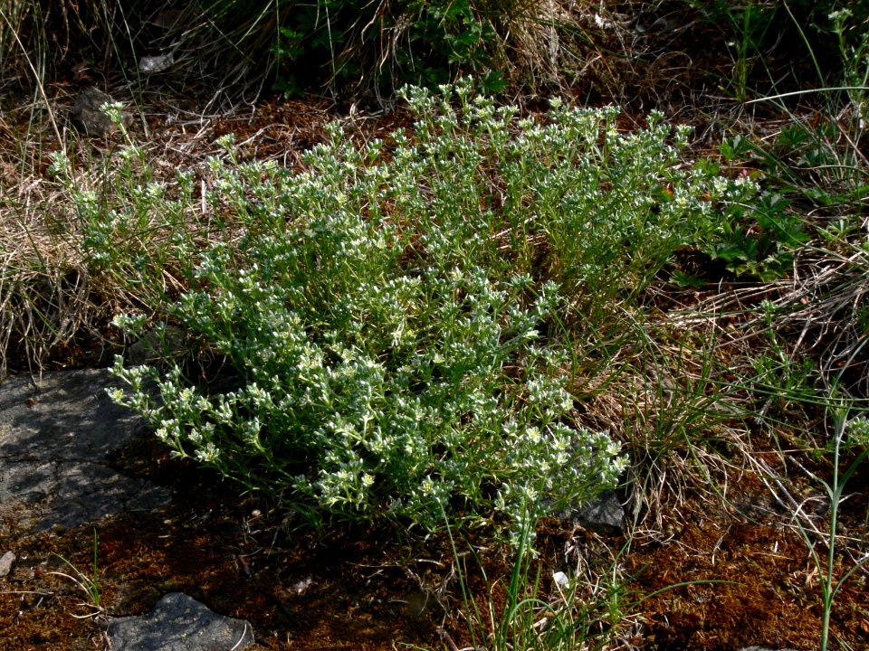 Scleranthus perennis IP0706004