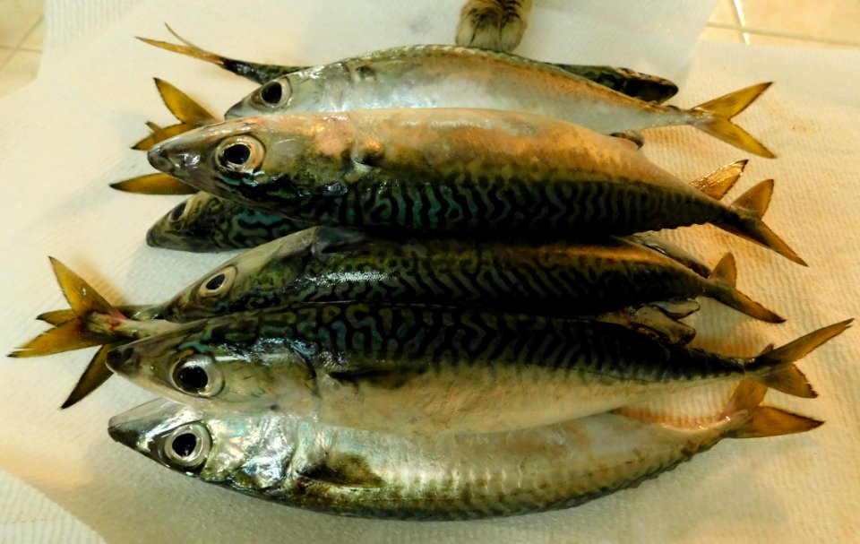 Scomber japonicus haul