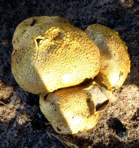 Scleroderma flavidum f. macrosporum3 by Peter de Lange