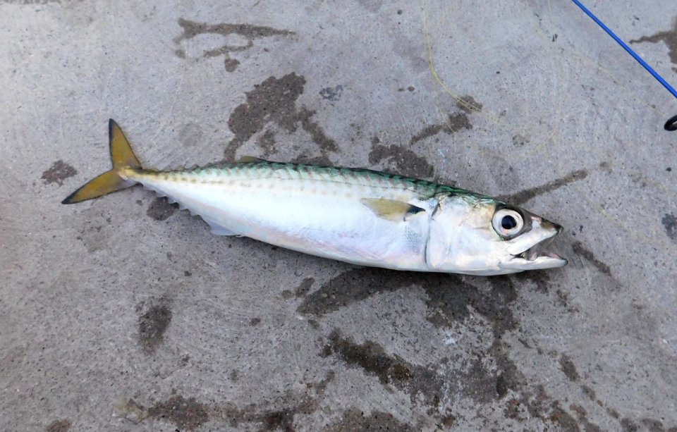 Scomber japonicus San Diego