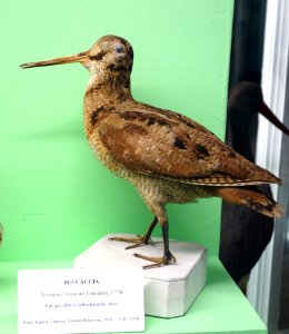 Scolopax rusticola - Museo Civico di Storia Naturale Giacomo Doria - Genoa, Italy - DSC03101