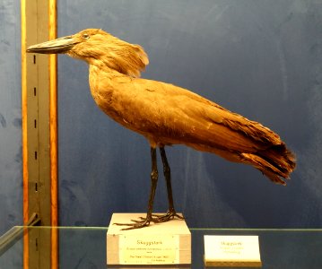 Scopus umbretta - Swedish Museum of Natural History - Stockholm, Sweden - DSC00648