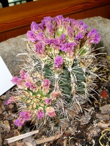 Sclerocactus wrightiae - Red Butte Garden and Arboretum - DSC07560