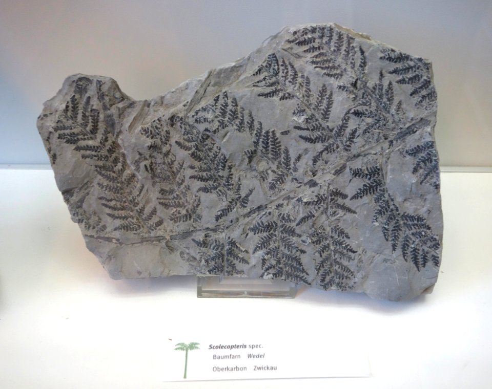 Scolecopteris sp. fossil - Botanischer Garten, Dresden, Germany - DSC08499