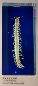Scolopendra sp. - National Museum of Nature and Science, Tokyo - DSC07553