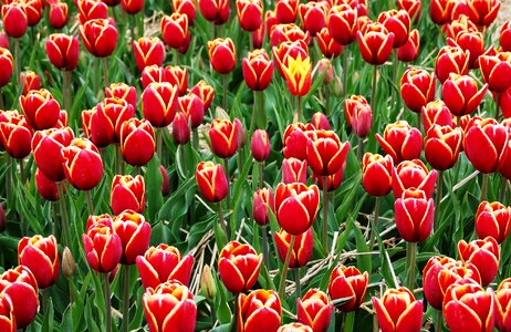 Picnic field of tulips flowers photo