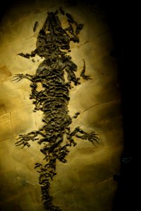 Sclerocephalus sp. - National Museum of Nature and Science, Tokyo - DSC07774