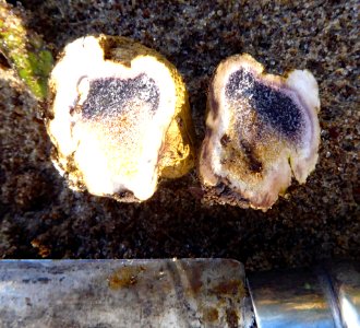 Scleroderma flavidum f. macrosporum by Peter de Lange