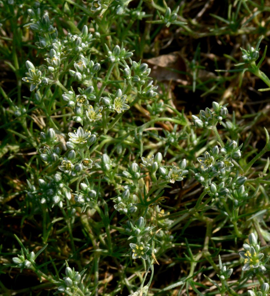 Scleranthus perennis IP0706005
