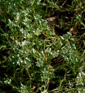 Scleranthus perennis IP0706005