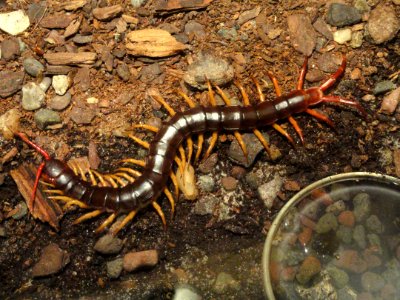 Scolopendra subspinipes - National Museum of Natural History, United States - DSC08514
