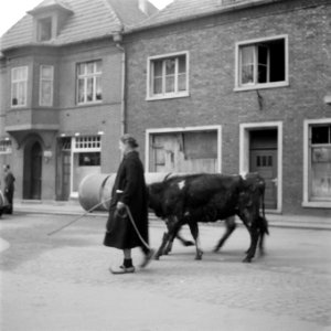Serie grenscorrectie Duitsland. Vrouw met koeien, Bestanddeelnr 902-6968