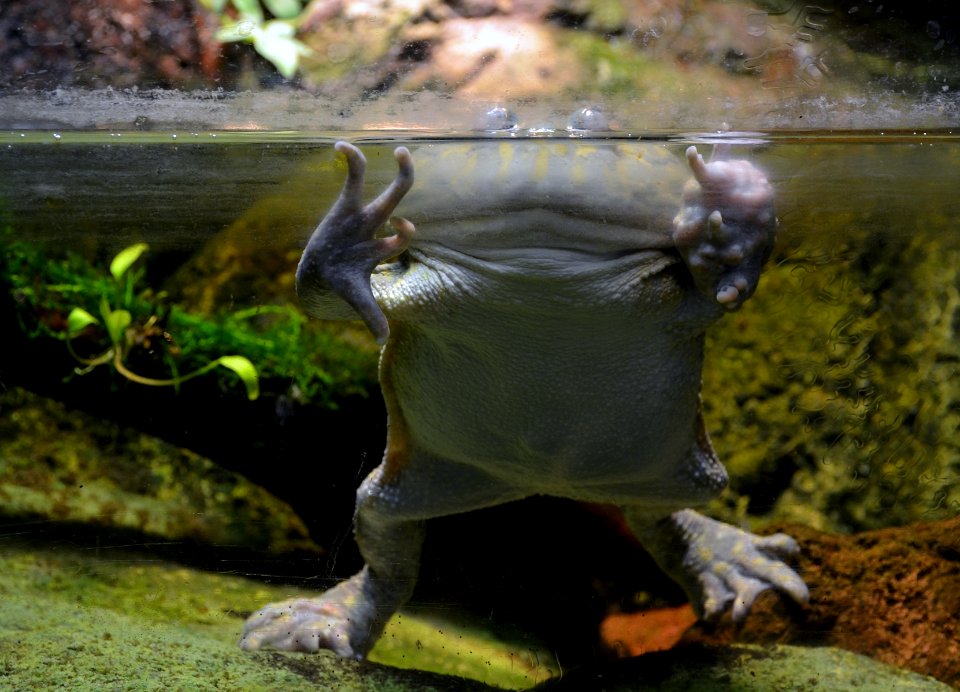 Serpentarium Blankenberge Lepidobatrachus laevis 30042015 1