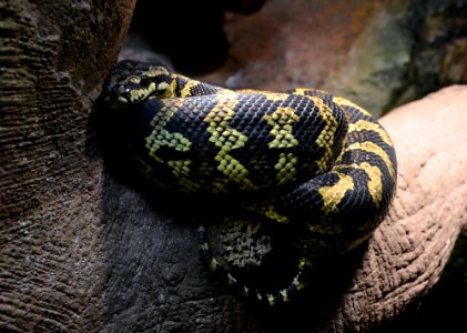 Serpentarium Blankenberge Morelia spilota cheynei 30042015 3
