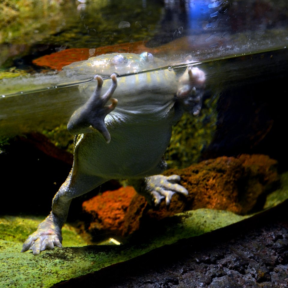Serpentarium Blankenberge Lepidobatrachus laevis 30042015 2