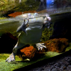 Serpentarium Blankenberge Lepidobatrachus laevis 30042015 2