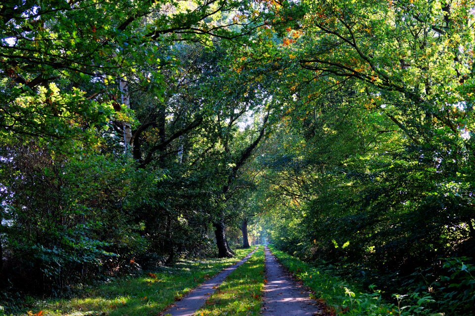 Canopy idyll green photo