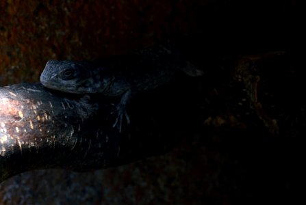 Serpentarium Blankenberge Oplurus Cuvieri 30042015 1