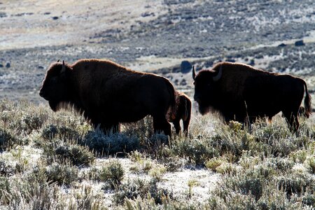 Bison american bison buffalo