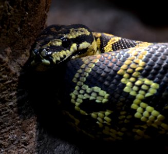 Serpentarium Blankenberge Morelia spilota cheynei 30042015 2