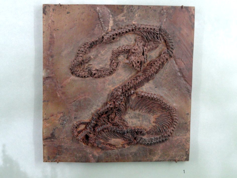 Serpentes - Naturmuseum Freiburg - DSC06734