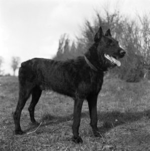 Serie over het opleiden van politiehonden, Bestanddeelnr 900-9632