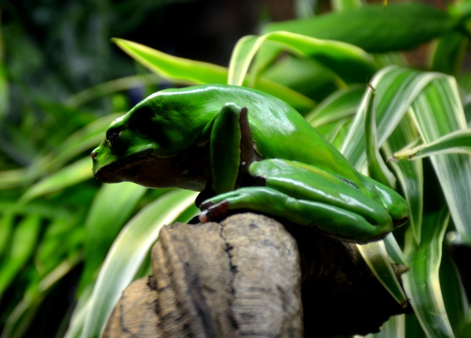 Serpentarium Blankenberge Phyllomedusa bicolor 30042015 2
