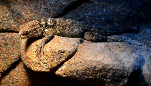 Serpentarium Blankenberge Oplurus Cuvieri 30042015 2