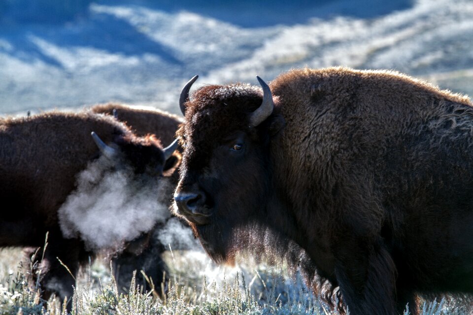 Bison american bison buffalo
