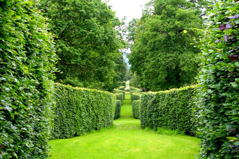 Serpentine hedge - Chatsworth House - Derbyshire, England - DSC03592
