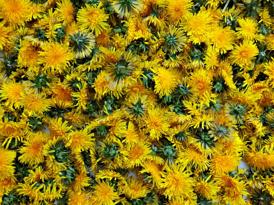 Taraxacum officinale medicinal products blooming