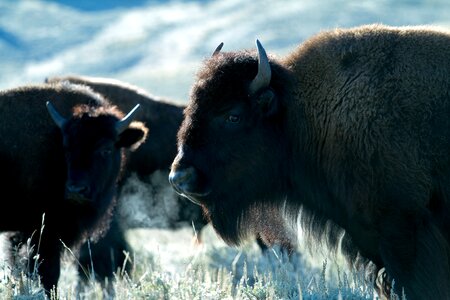 Bison american bison buffalo