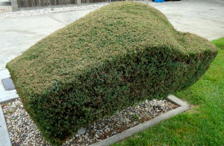 Santa Clara California Hedge Trimmed Like Car