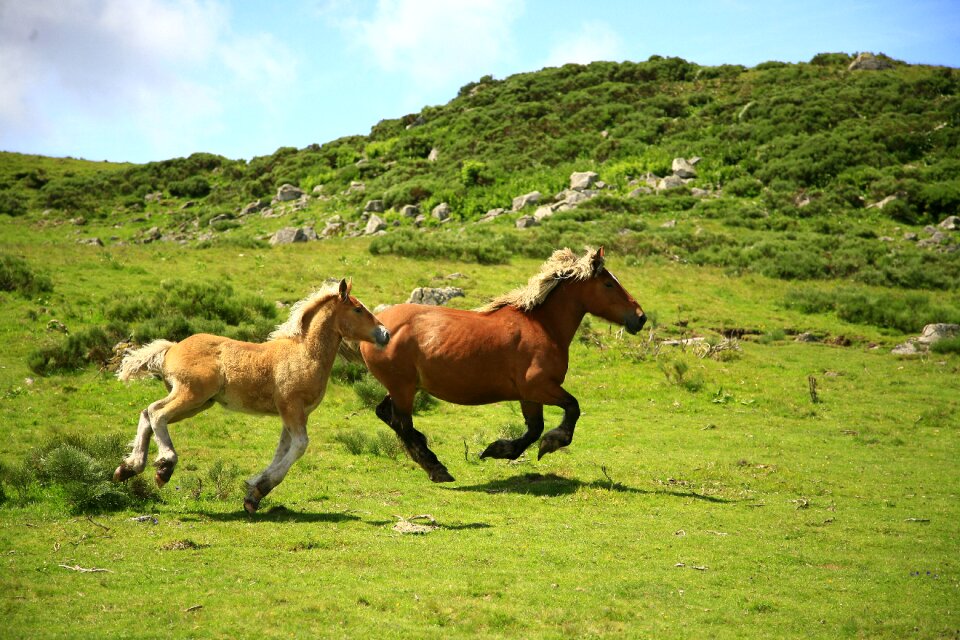 Horses landscape animals