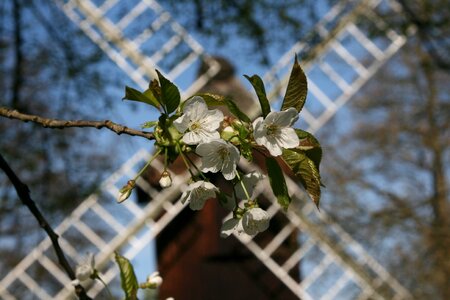 Blossom bloom cherry blossom