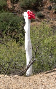 Santa Cruz de Globe (Arizona) post 1