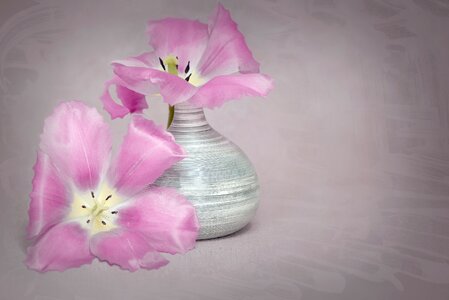 Pink flowers tulips pink spring flowers