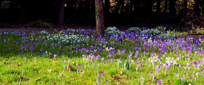 Flowers crocus spring flowers