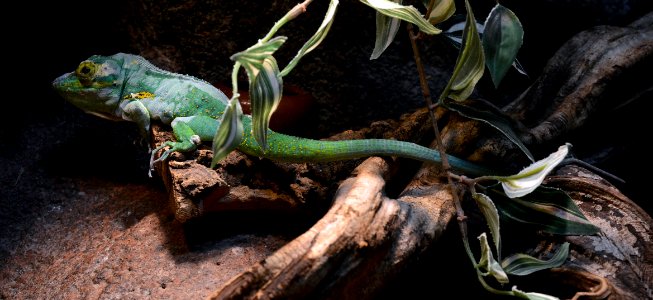 Serpentarium Blankenberge Anolis baracoae 30042015 2