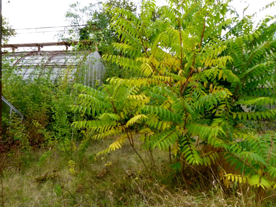 Serres abandonnées - Jardin Agronomique Tropical 4