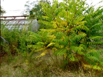 Serres abandonnées - Jardin Agronomique Tropical 4