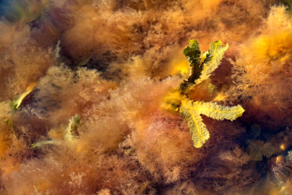 Serrated wrack among red algae in Govik