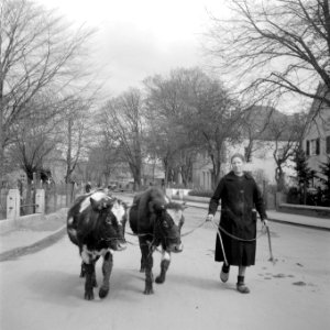 Serie grenscorrectie Duitsland. Vrouw met koeien, Bestanddeelnr 902-6967