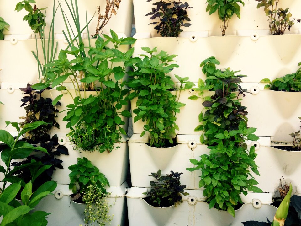 Green plants culinary