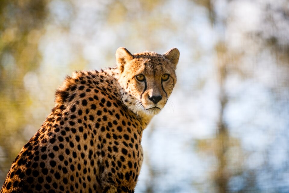 Animal wildlife cat