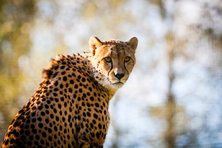 Animal wildlife cat