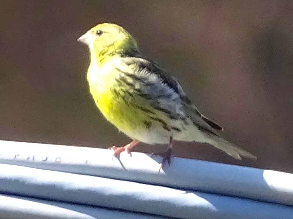 Serinus serinus 89035612