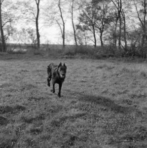 Serie over het opleiden van politiehonden, Bestanddeelnr 900-9634
