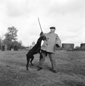 Serie over het opleiden van politiehonden, Bestanddeelnr 900-9621