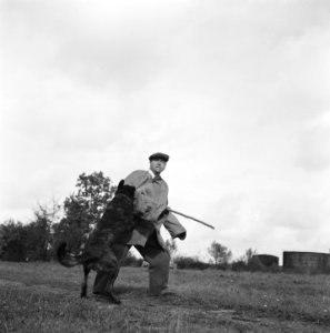 Serie over het opleiden van politiehonden, Bestanddeelnr 900-9618